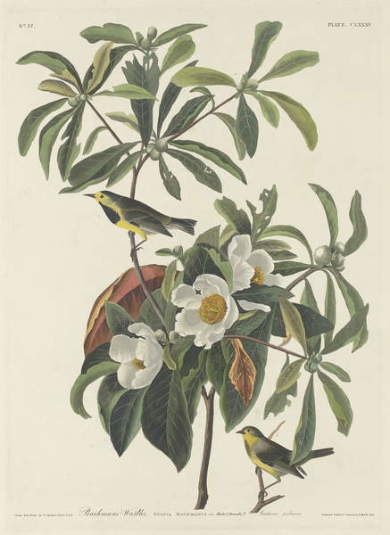 Tričko Bachman's Warbler, 1834