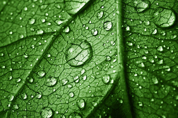 Sticker beautiful leaf with drops