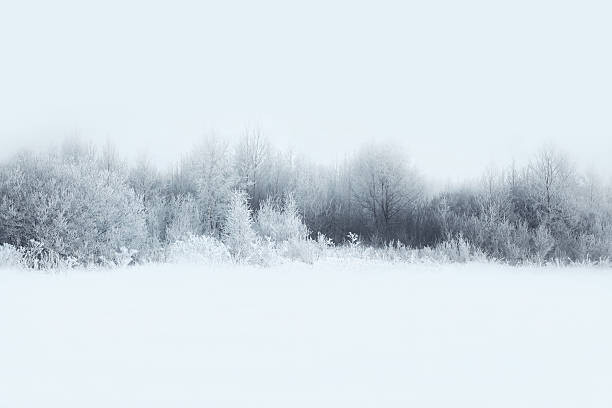 Samolepka Beautiful winter forest landscape, trees covered