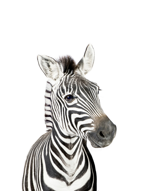 Canvastavla Baby Zebra