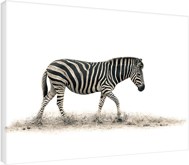 Canvastavla Mario Moreno - The Zebra