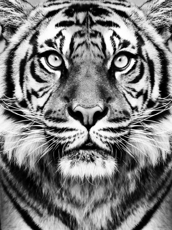 Canvastavla Tiger BW