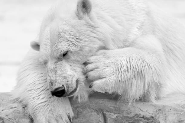 Canvastavla Close-up of dog sleeping