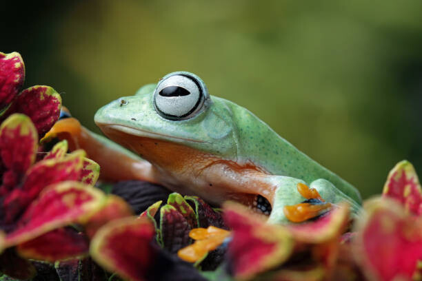Canvastavla Flying frog sitting on leaves