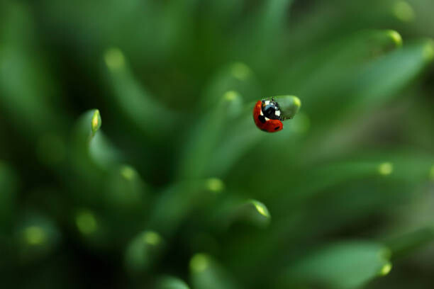 Canvastavla Ladybug