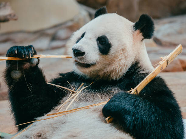 Canvastavla portrait of a giant panda eating bamboo