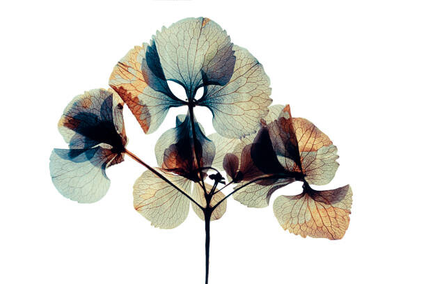 Canvastavla Pressed and dried dry  flower