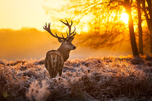Canvastavla Red deer