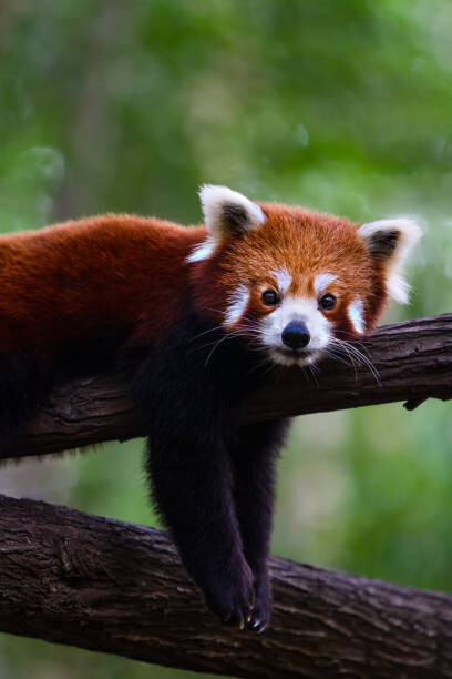 Canvastavla Red panda