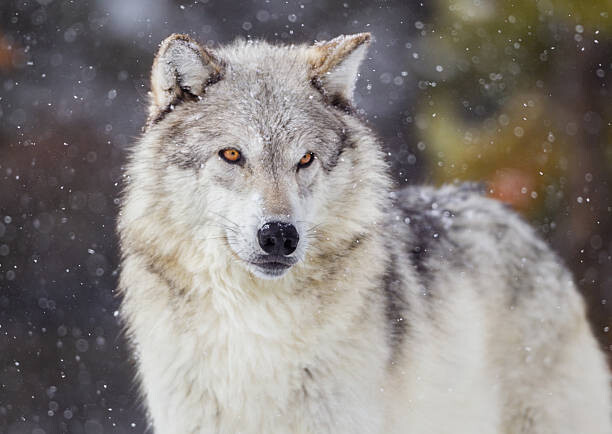 Canvastavla Wolf in Winter Snow