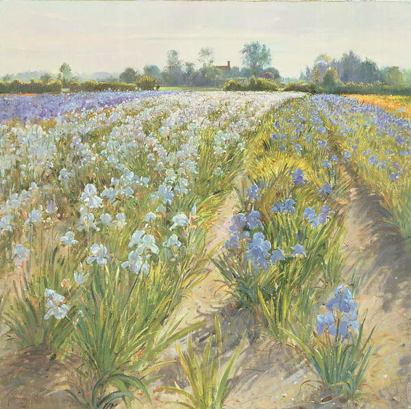 Adesivo murale Blue and White Irises, Wortham