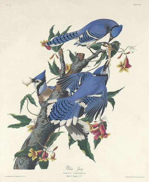 Samolepka Blue Jay, 1831