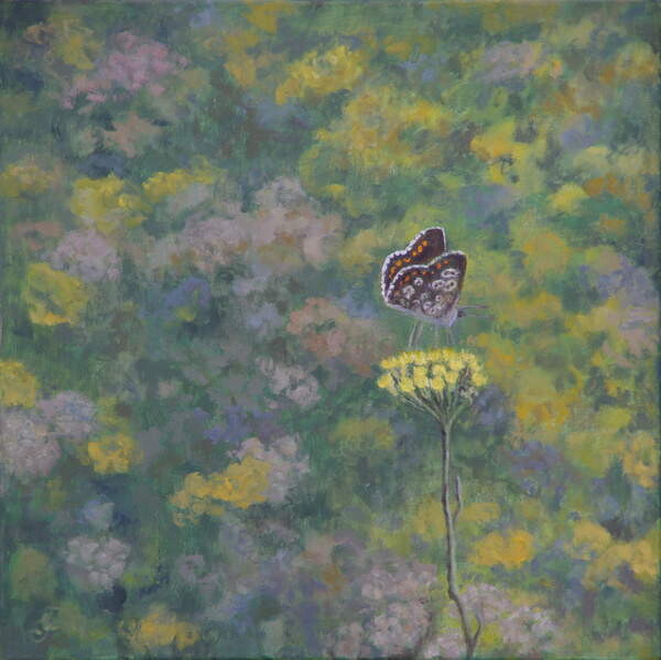 Samolepka Brown Argus (after photo by Sara Crow),