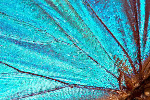 Sticker Butterfly wing background