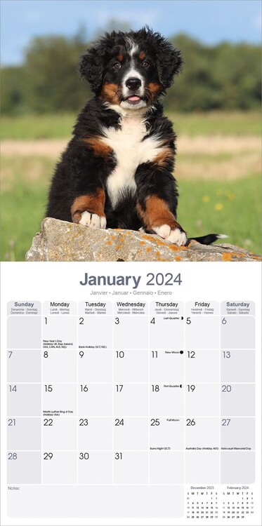 Bernese Mountain Dog - Calendari da muro 2024