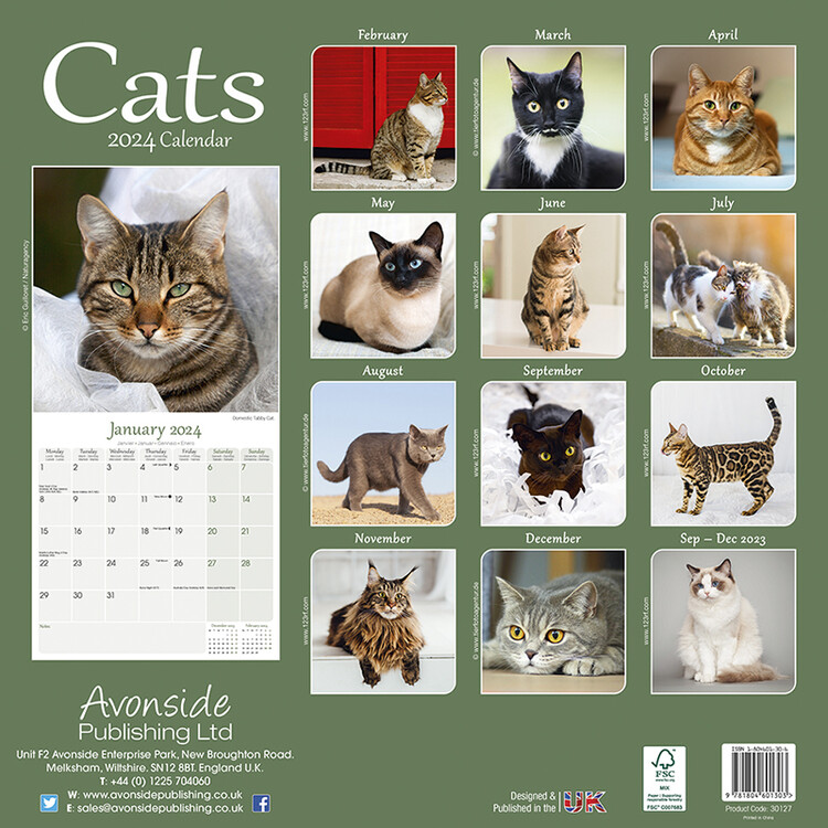 Calendario 2024 dei gatti incazzati 28,5 * 28,5cm, calendario creativo e  divertente per decorazione del soggiorno e dell'ufficio, con  visualizzazione del mese in inglese e funzione promemoria per conto alla  rovescia