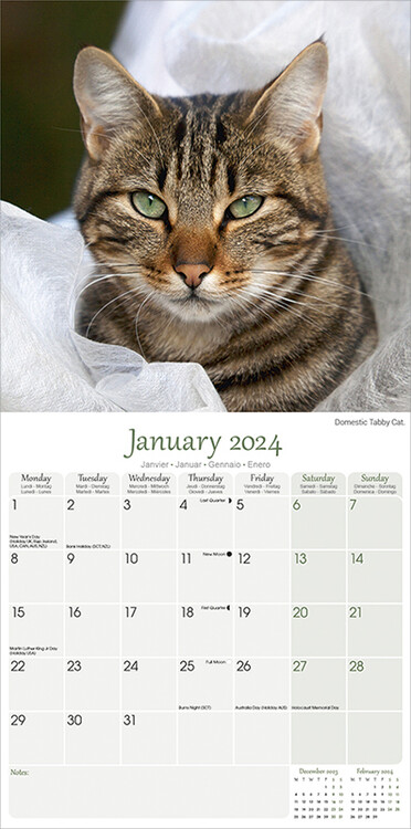 Gatti. Calendario da muro 2024