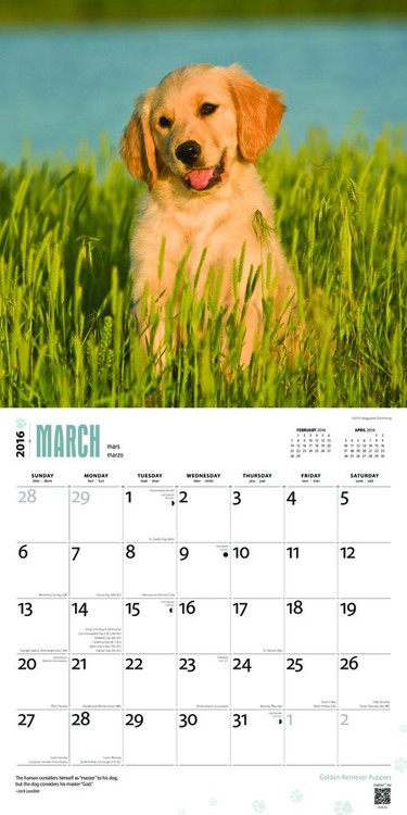Cucciolo - Golden retriever - Calendari da muro 2016