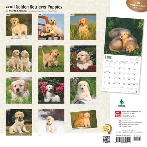 Cucciolo - Golden retriever - Calendari da muro 2016