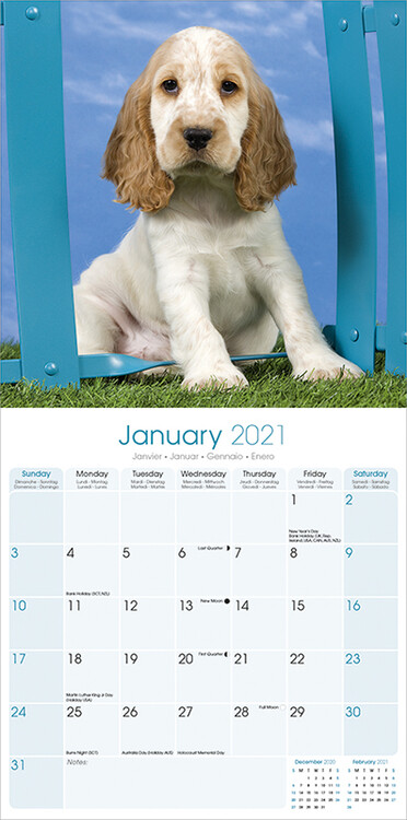 Calendario Cocker Spaniel Inglese 2024 Acquista le foto del Cocker Inglese.  