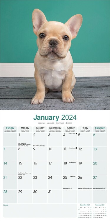 French Bulldog - Calendari da muro 2024