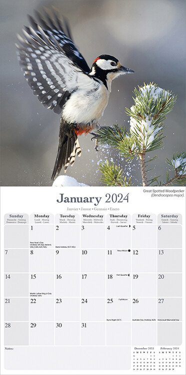 Garden Birds - Calendari da muro 2024