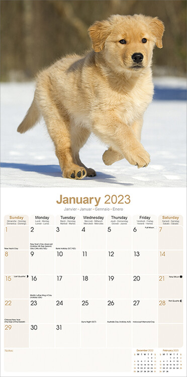 Golden Retriever - Pups - Calendari da muro 2023
