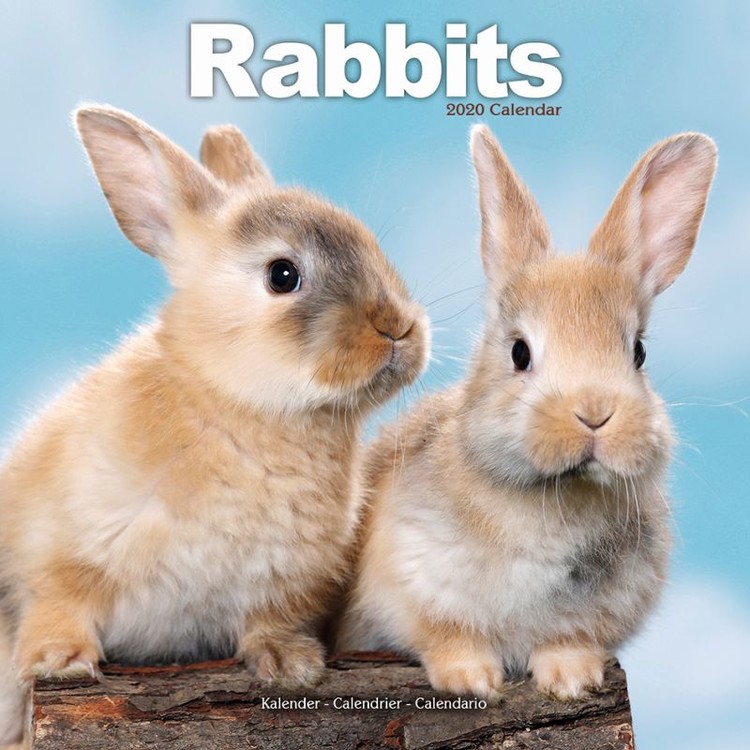 Rabbits Calendari da muro 2025 Compra su Europosters