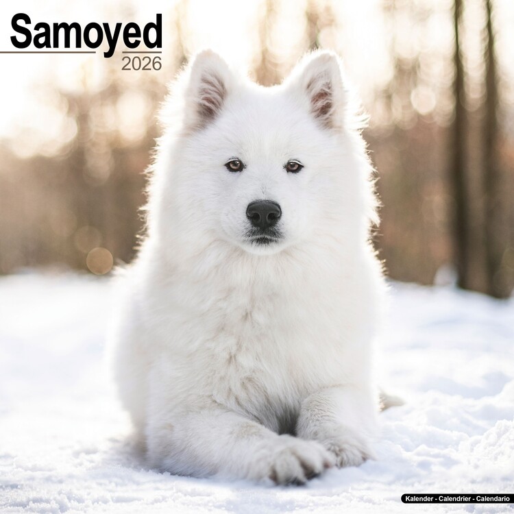 Calendario 2026 Samoyed