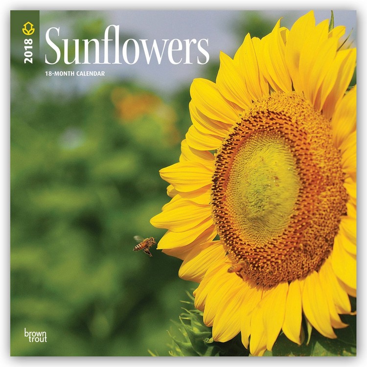 Sunflowers Calendari da muro 2026 Compra su Europosters