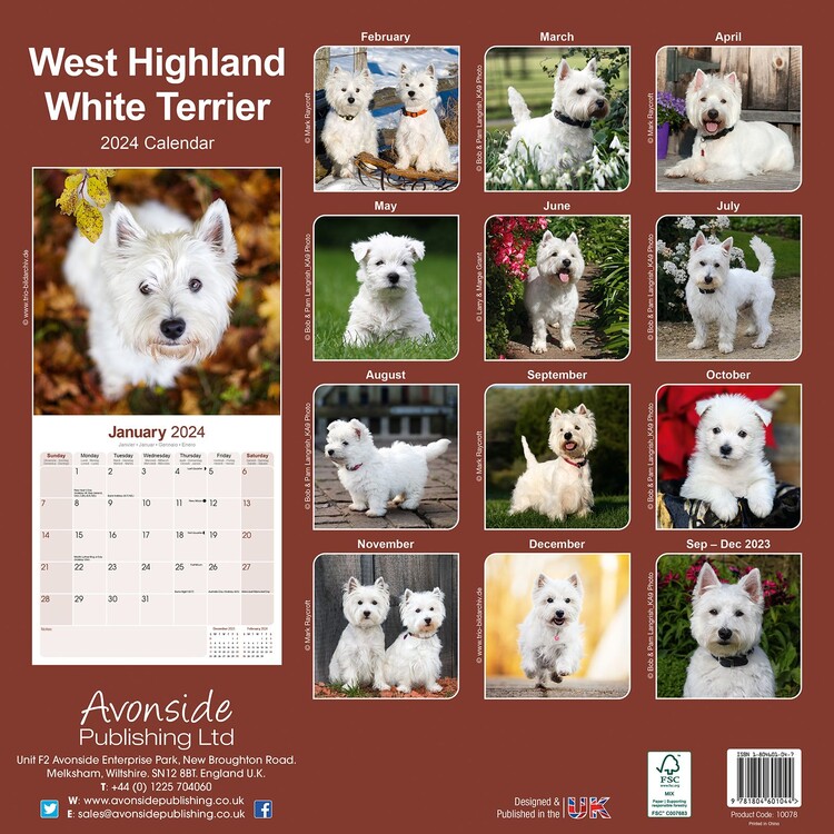 West Highland Terrier - Calendari da muro 2024