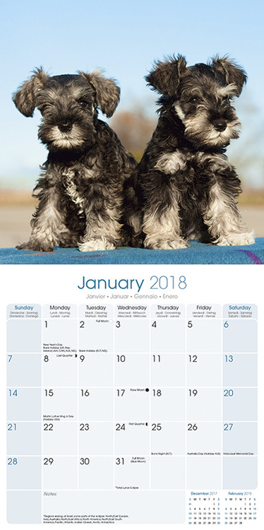 Schnauzer Calendarios De Pared 2022 Consiguelos En Eurposters Es