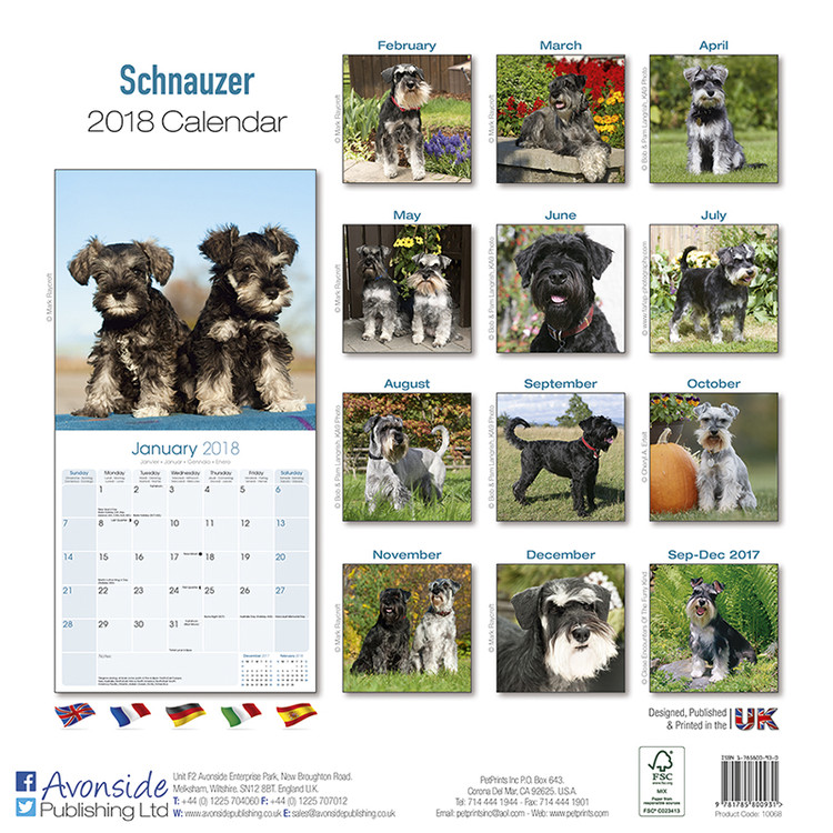 Schnauzer Calendarios De Pared 2022 Consiguelos En Eurposters Es