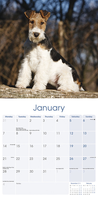 Wirehaired Fox Terrier - Calendarios de pared ...