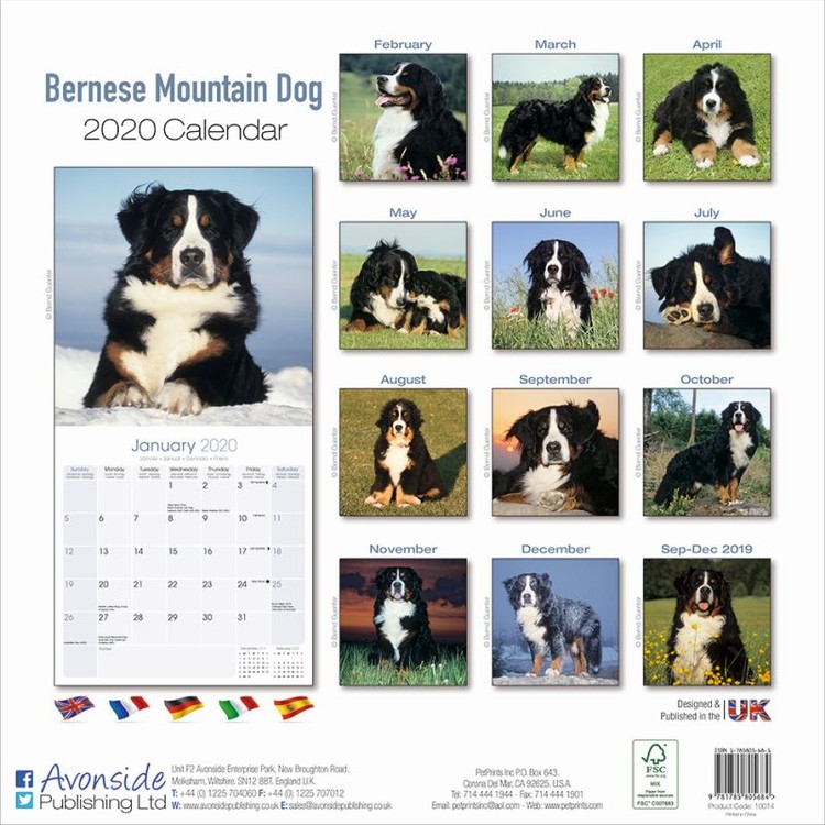 Bernese Mountain Dog - Calendarios de pared 2020 | Consíguelos en