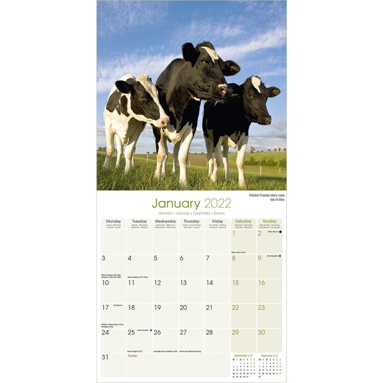 Cow Calendar 2022 Cows - Calendarios De Pared 2022 | Consíguelos En Eurposters.es
