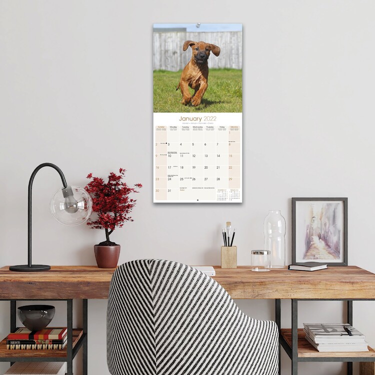 Rhodesian Ridgeback Calendarios de pared 2024 Consíguelos en Posters.es