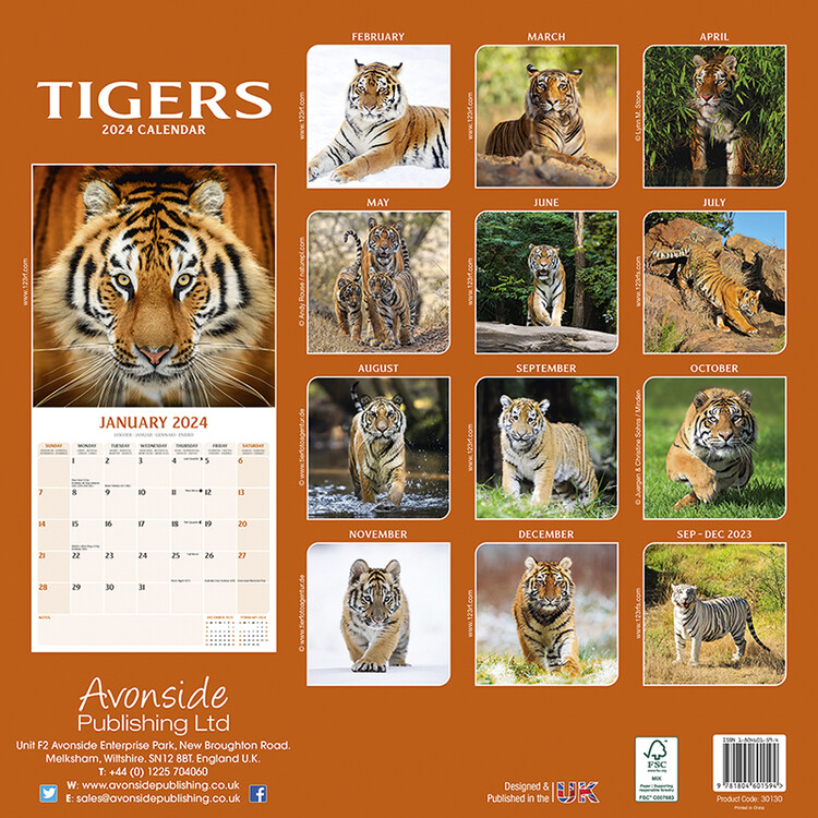 Tigers - Calendarios de pared 2024