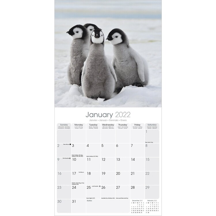 Baby Animals Wall Calendars 2022 Buy at Europosters