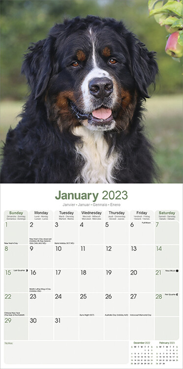 Bernese mountain 2024 dog calendar