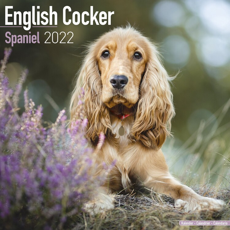 Cocker Spaniel Wall Calendars 2024 Buy at UKposters