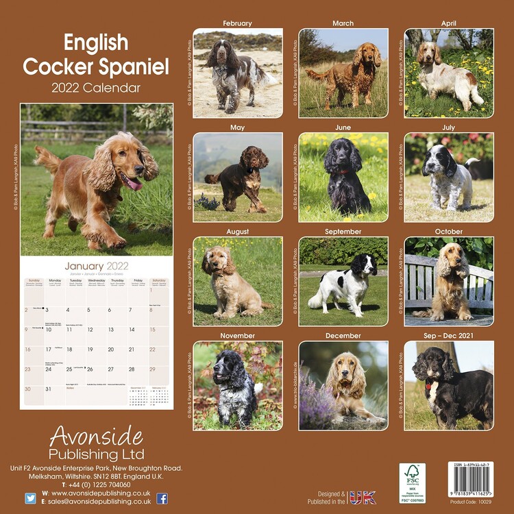 Cocker Spaniel Wall Calendars 2024 Buy at UKposters