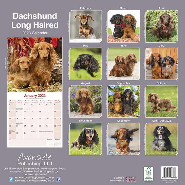 Dachshund (Longhaired) - Wall Calendars 2023 | Buy at Europosters