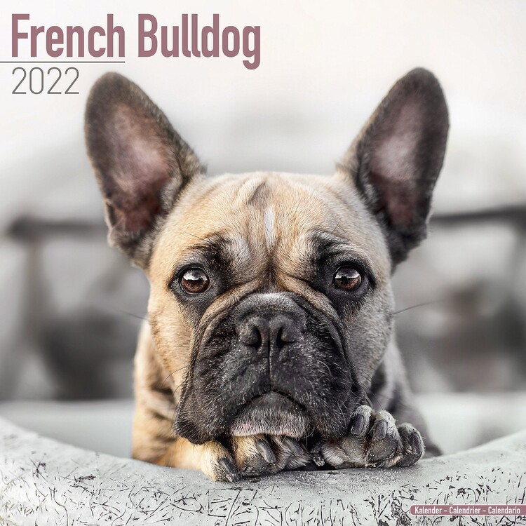 French Bulldog Wall Calendars 2024 Buy at UKposters