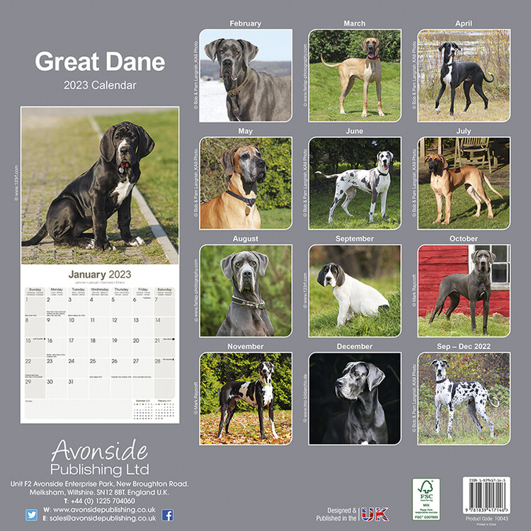 Great Dane Wall Calendars 2024 Buy at Europosters