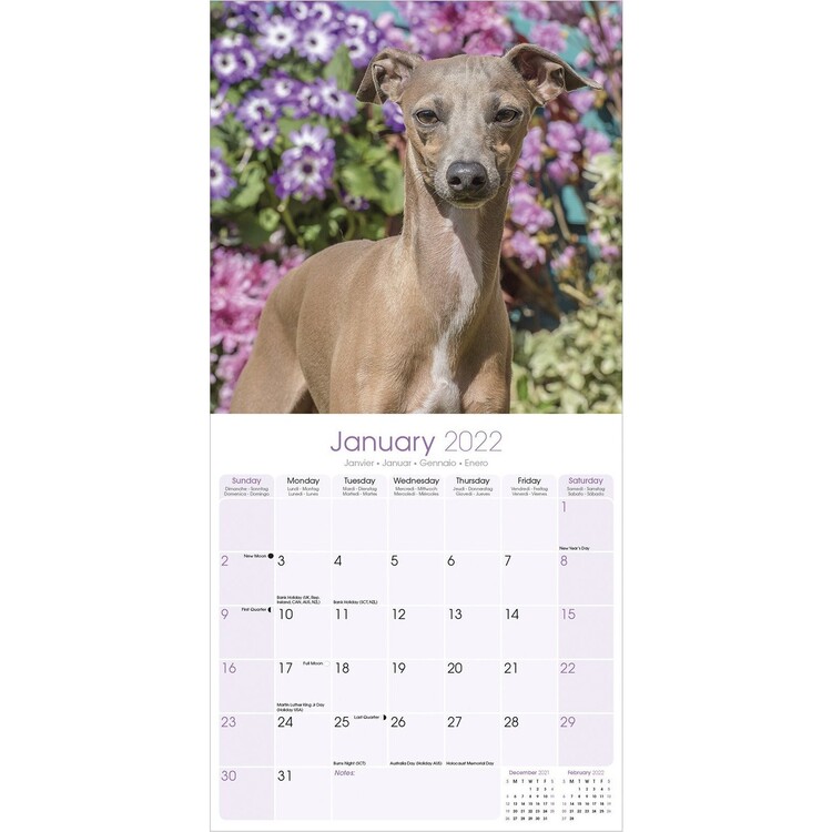 Italian Greyhound Wall Calendars 2022 Buy at Europosters