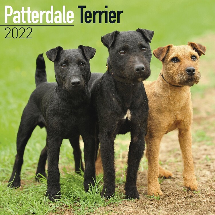 Patterdale Terrier Wall Calendars 2024 Buy at UKposters