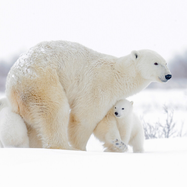 Polar Bears Wall Calendars 2025 Buy at Europosters