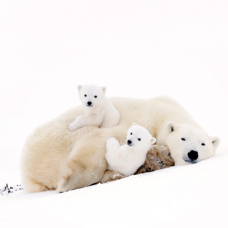 Polar Bears Wall Calendars 2025 Buy at Europosters