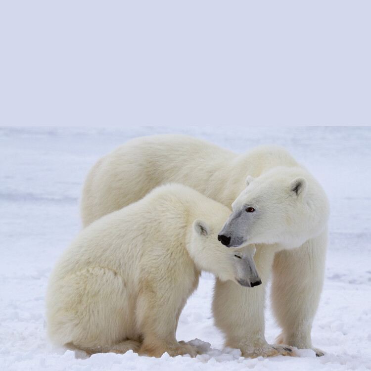 Polar Bears Wall Calendars 2025 Buy at UKposters